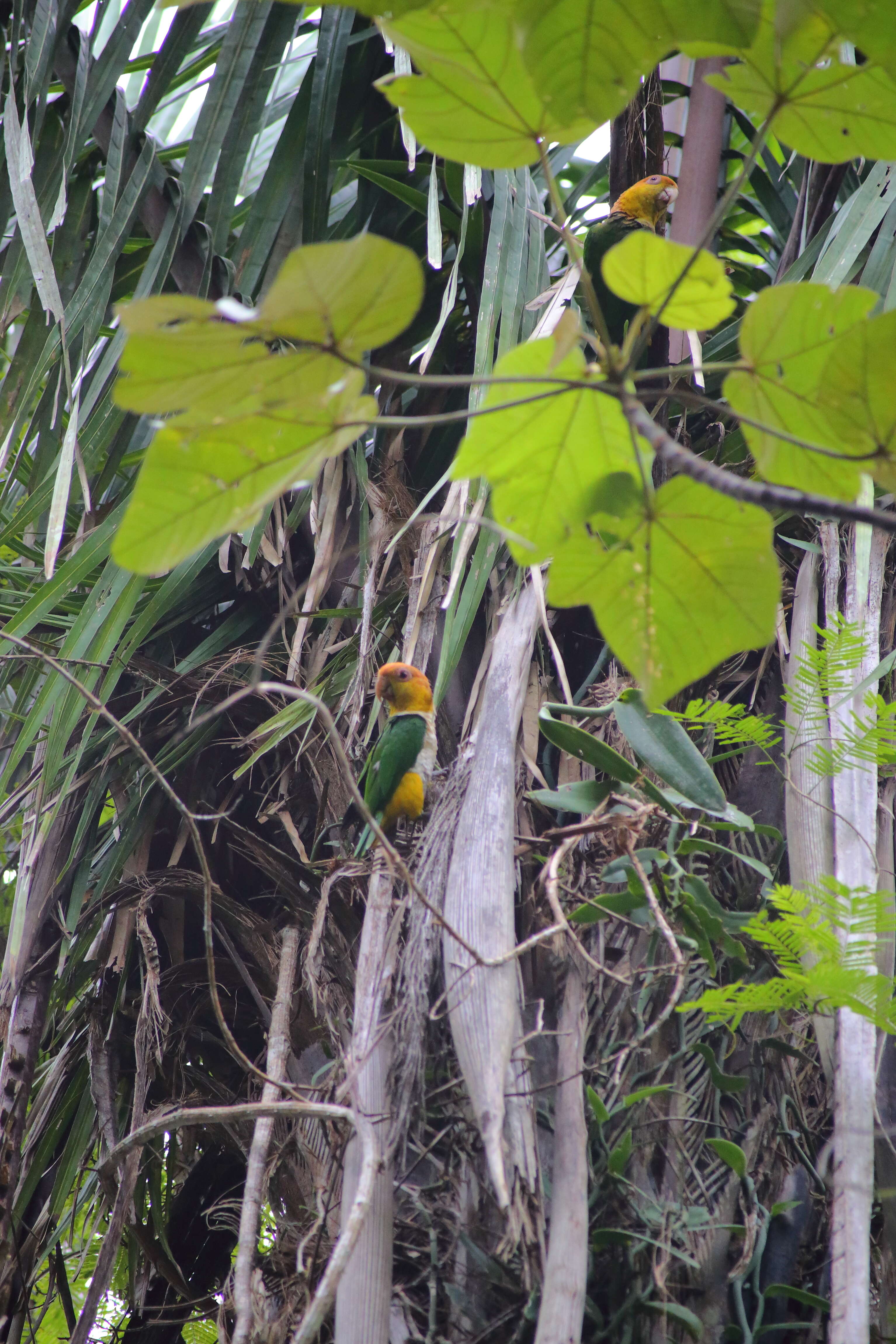 Image of Eastern White-bellied Parrot