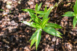 Image of Veronica salicifolia G. Forster