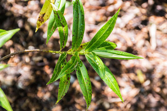 Image of Veronica salicifolia G. Forster