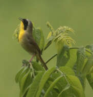 Geothlypis trichas (Linnaeus 1766) resmi