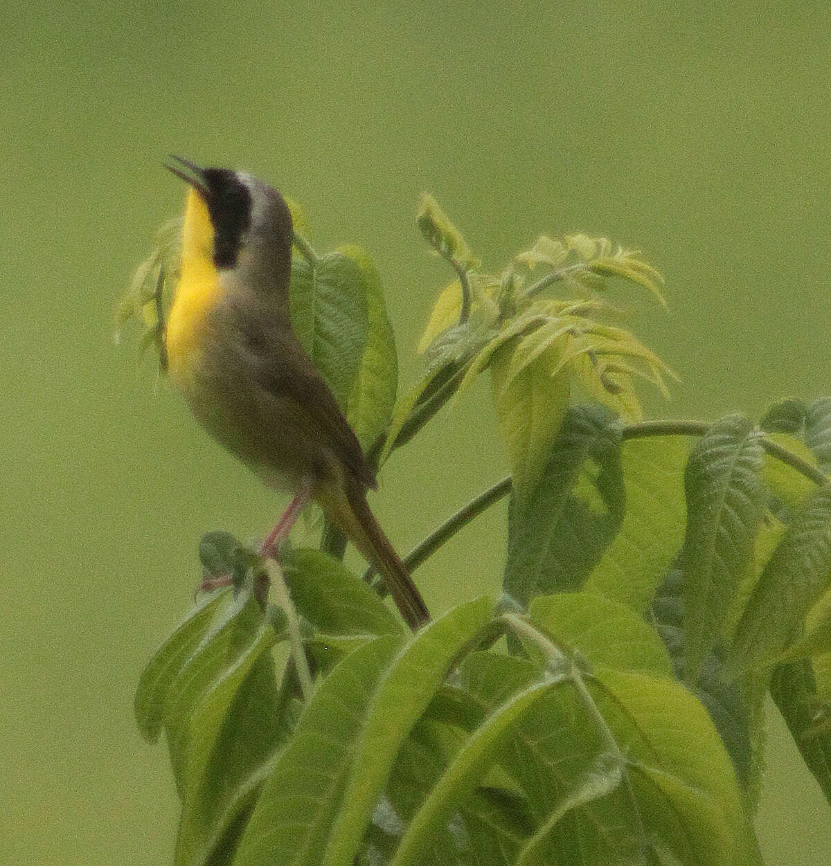 Image of Common Yellowthroat