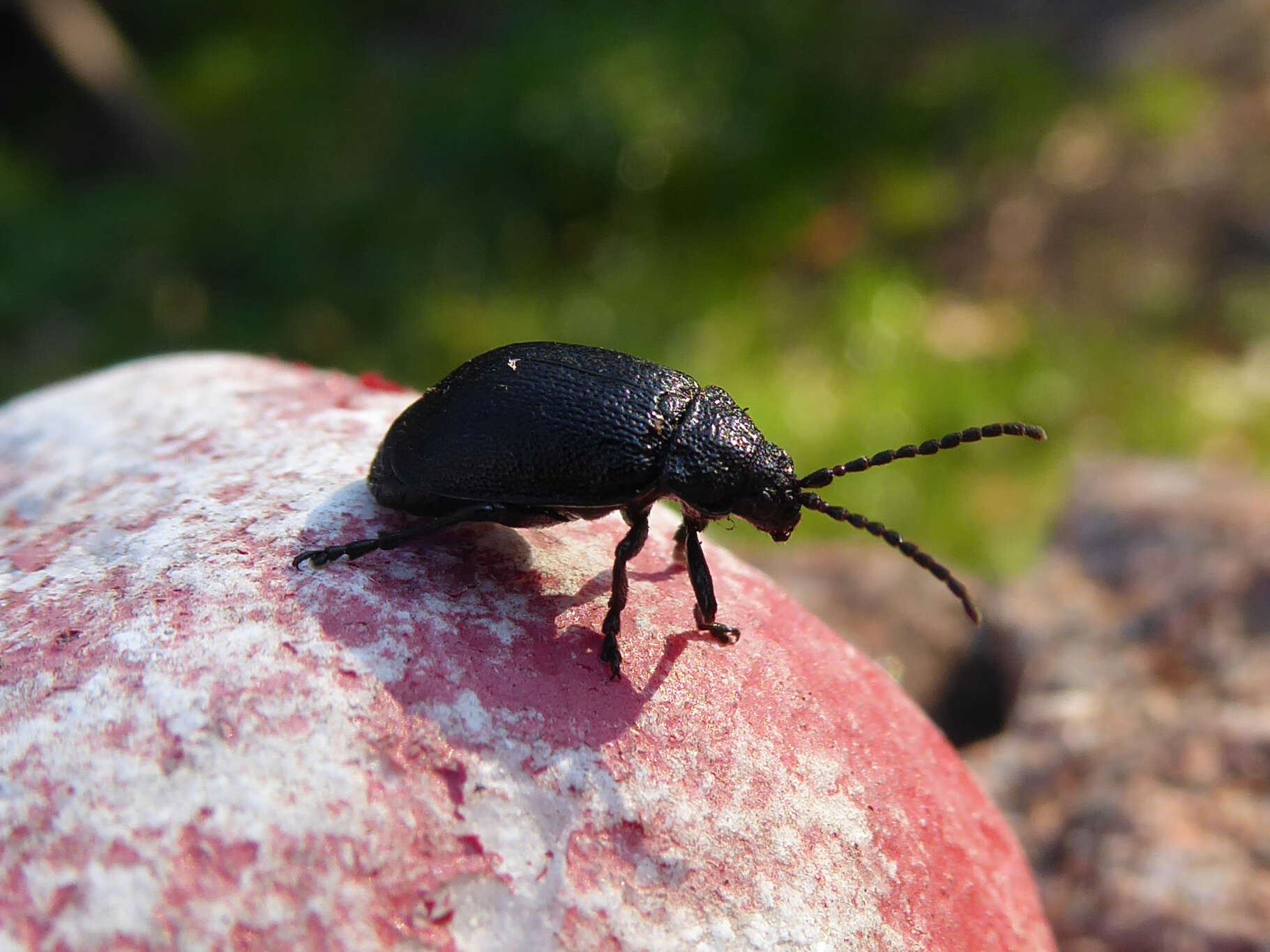 Image of Galeruca tanaceti