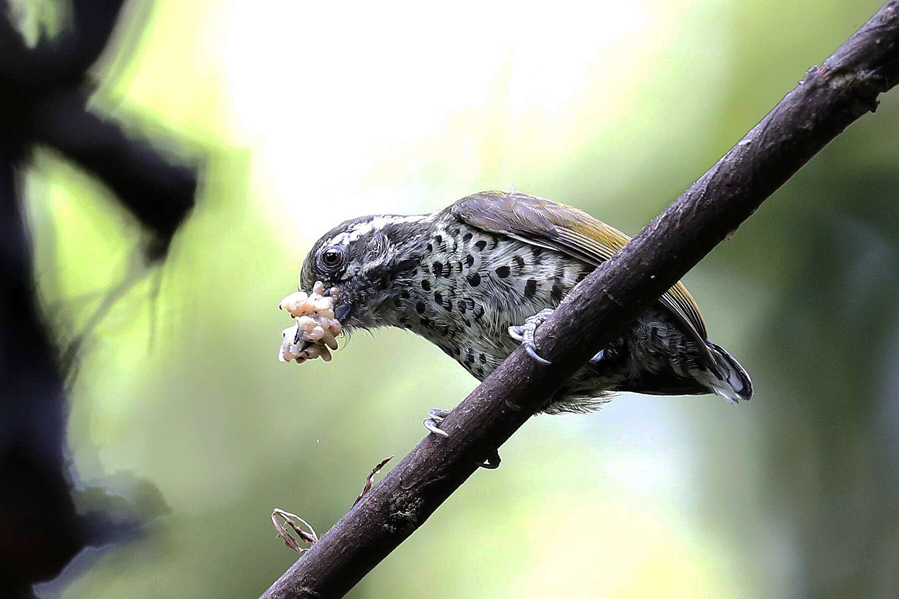 Image of Speckled Piculet