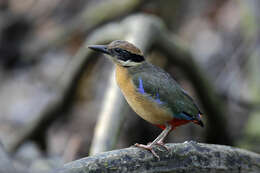 Image of Mangrove Pitta