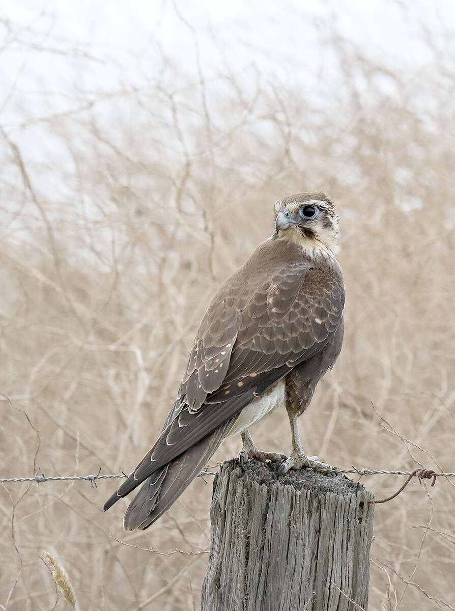 Image of Brown Falcon