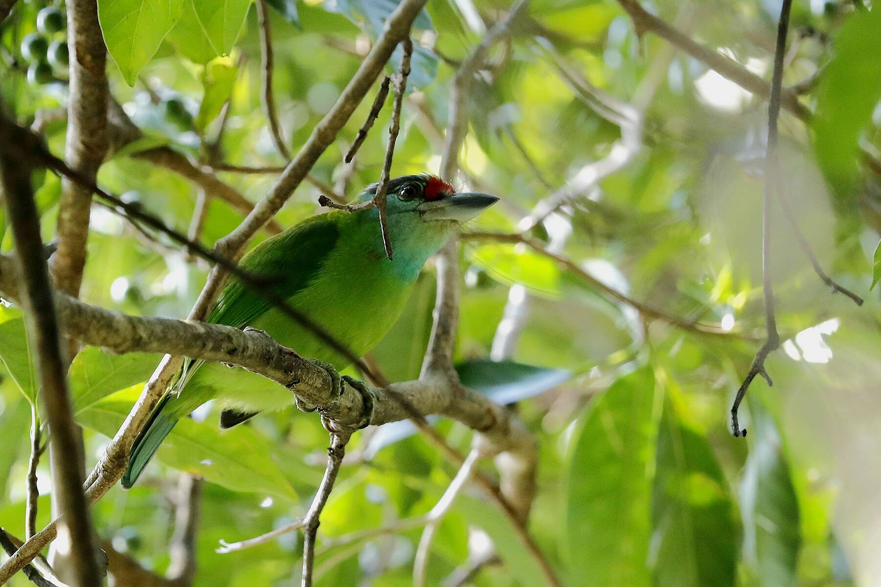 Image of Turquoise-throated Barbet