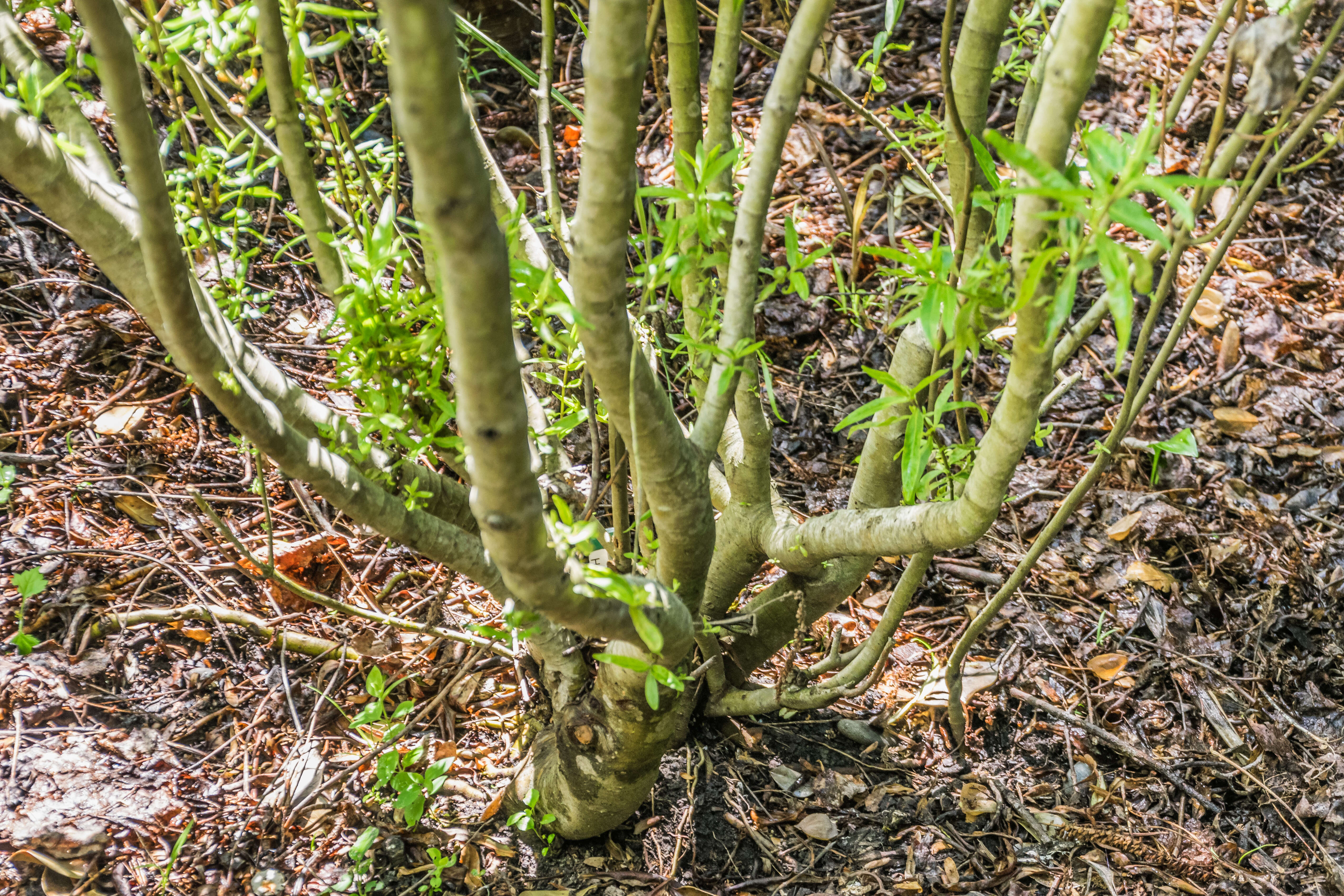 Image of Veronica stricta Banks & Soland. ex Benth.