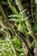 Image of Veronica stricta Banks & Soland. ex Benth.