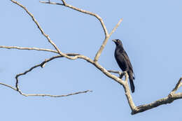 Image of Giant Cowbird