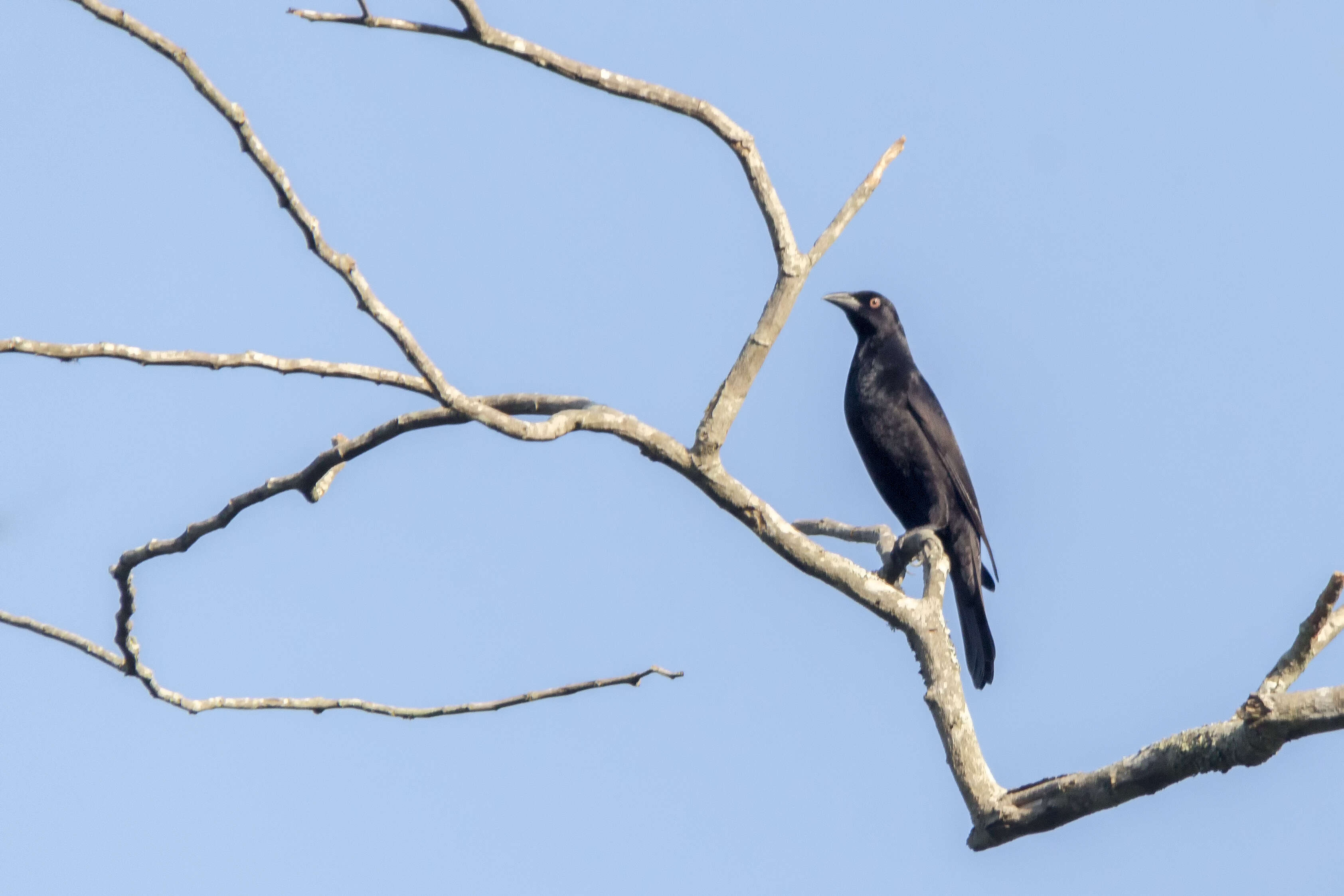 Image of Giant Cowbird