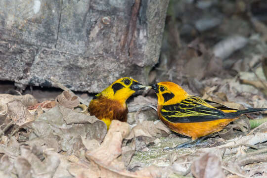 Image of Golden Tanager