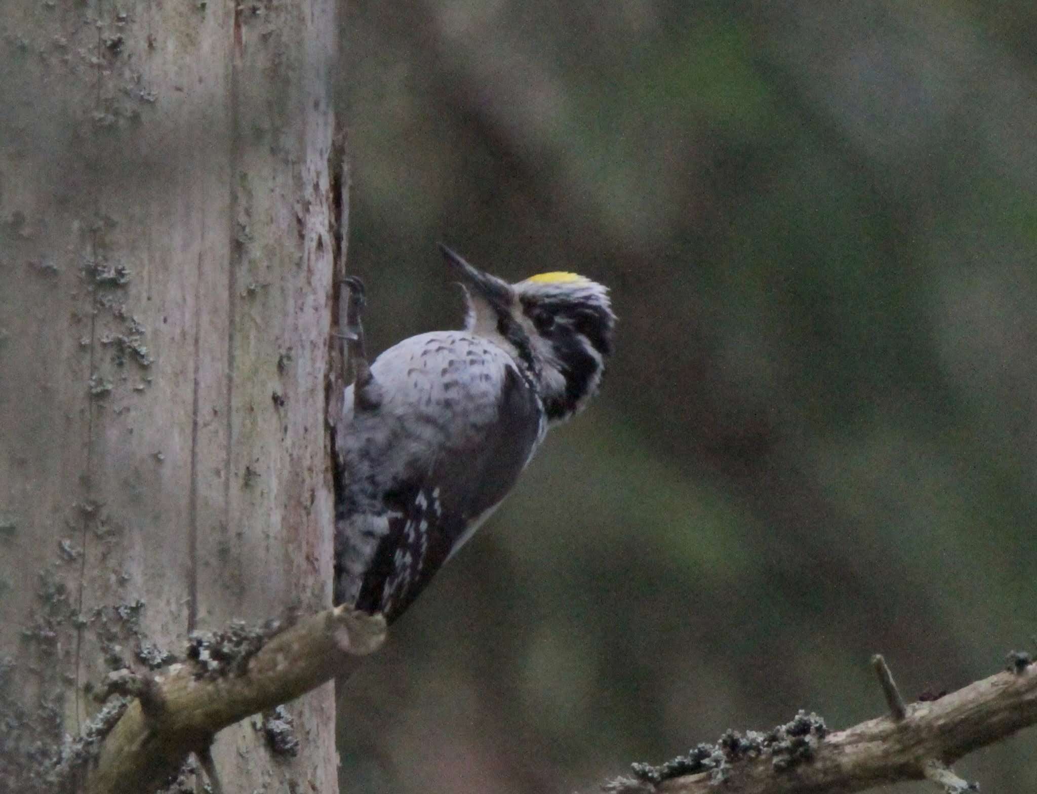 Image of Eurasian Three-toed Woodpecker