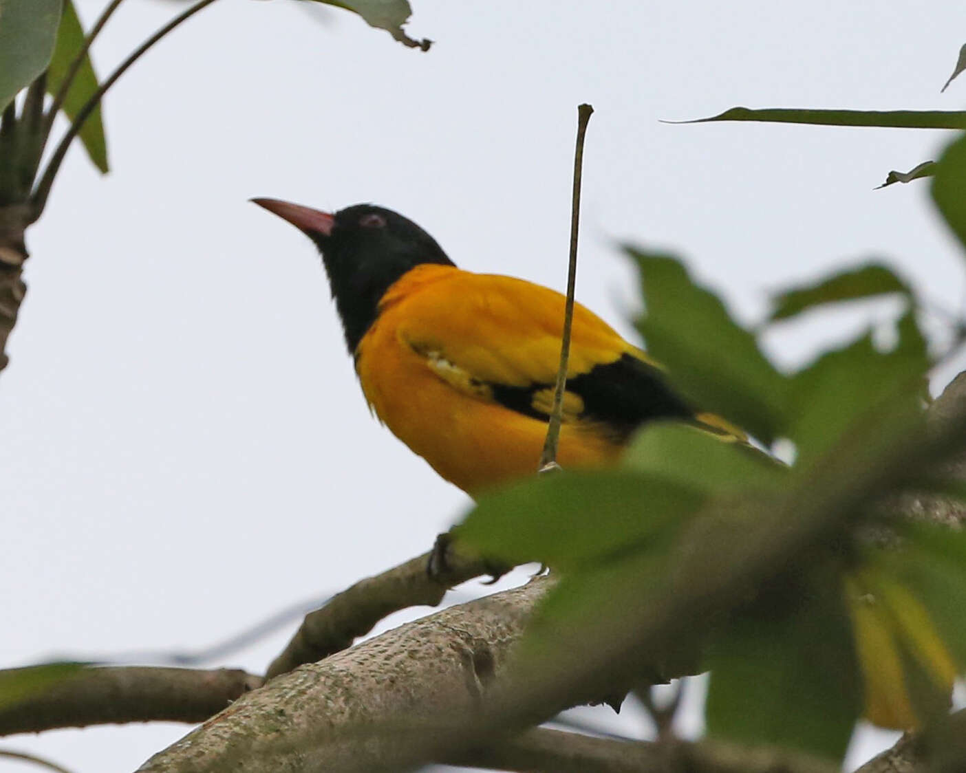 Image of Black-hooded Oriole