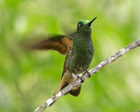 Image of Buff-tailed Coronet