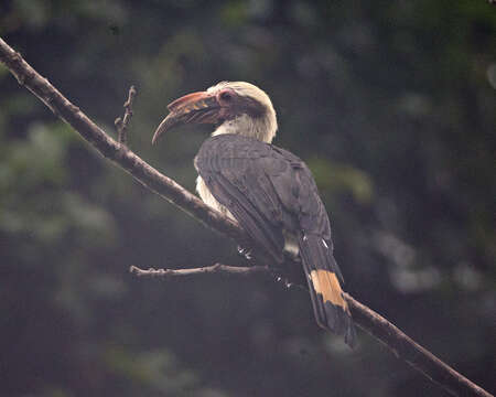 Image of Luzon Hornbill