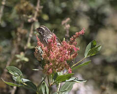 Image of Streaky Seedeater