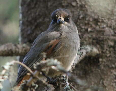 Image of Siberian Jay