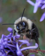 Image of Common Eastern Bumblebee