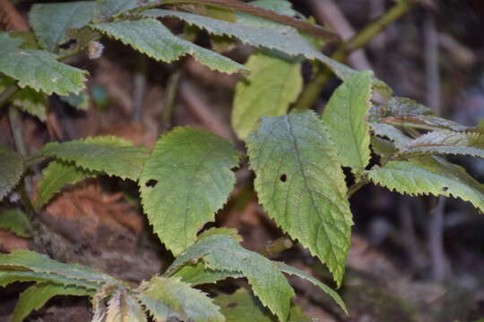 Image of Elatostema rugosum A. Cunn.