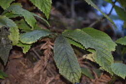 Image of Elatostema rugosum A. Cunn.