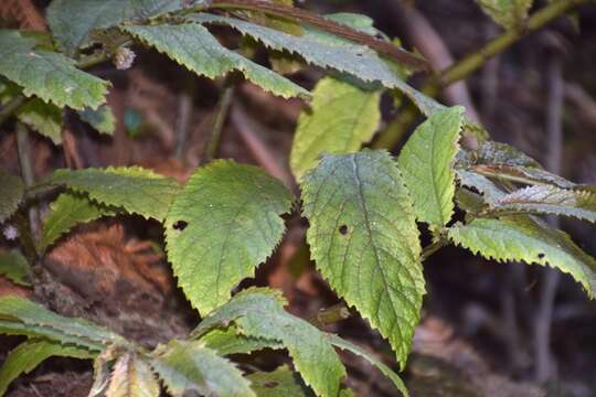 Image of Elatostema rugosum A. Cunn.