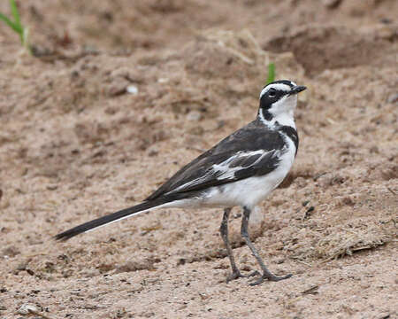 Image of African Pied Wagtail