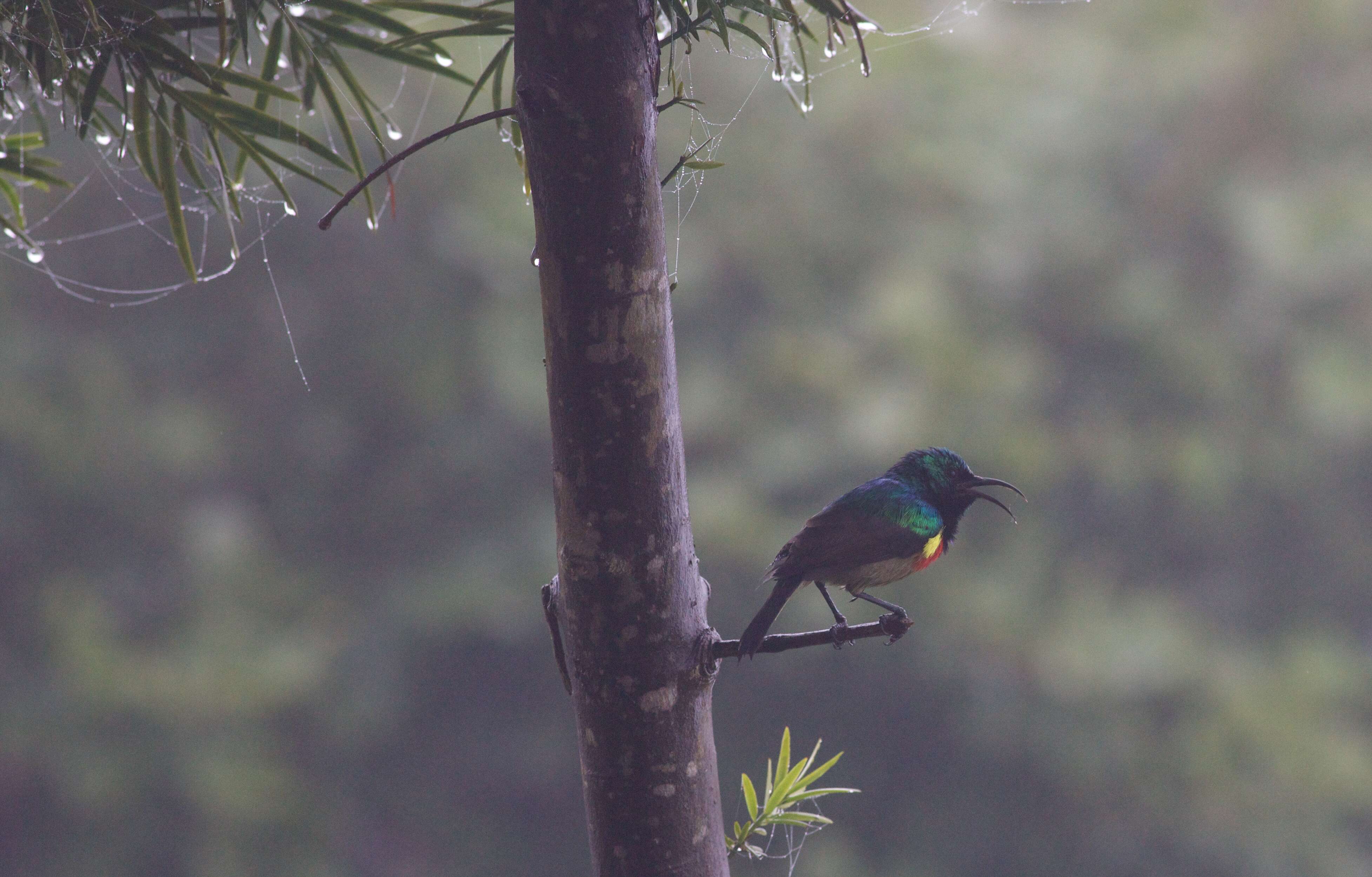 Image of Eastern Double-collared Sunbird