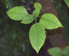 Imagem de Fuchsia excorticata (J. R. & G. Forst.) L. fil.