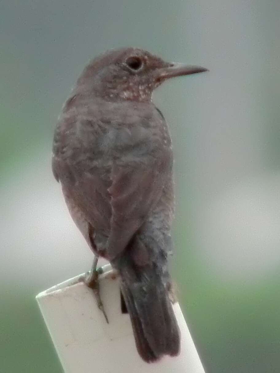 Plancia ëd Monticola solitarius (Linnaeus 1758)