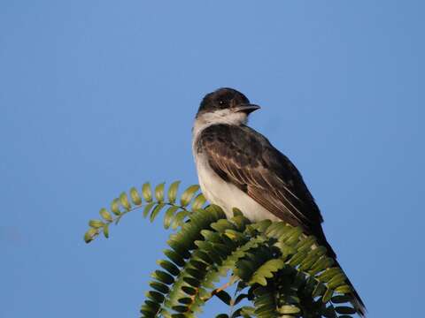 Image of Eastern Kingbird