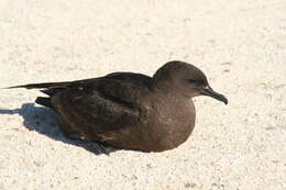 Image of Christmas Shearwater