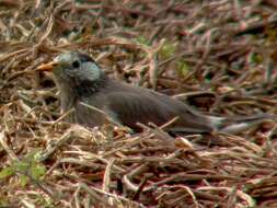 Image of White-cheeked Starling