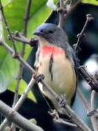 Image of Fire-breasted Flowerpecker