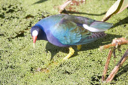 Image of American Purple Gallinule