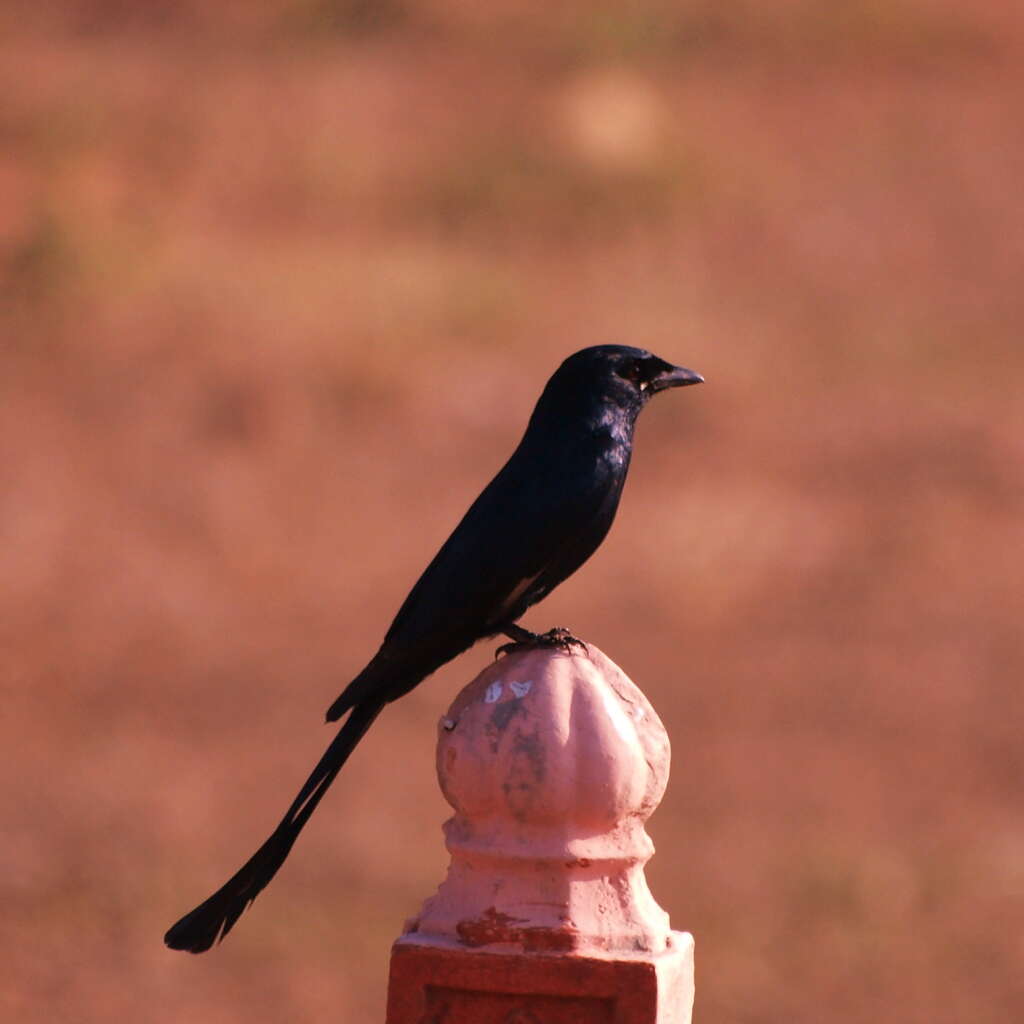 Image of Black Drongo