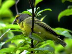 Image of Yellow-fronted Canary