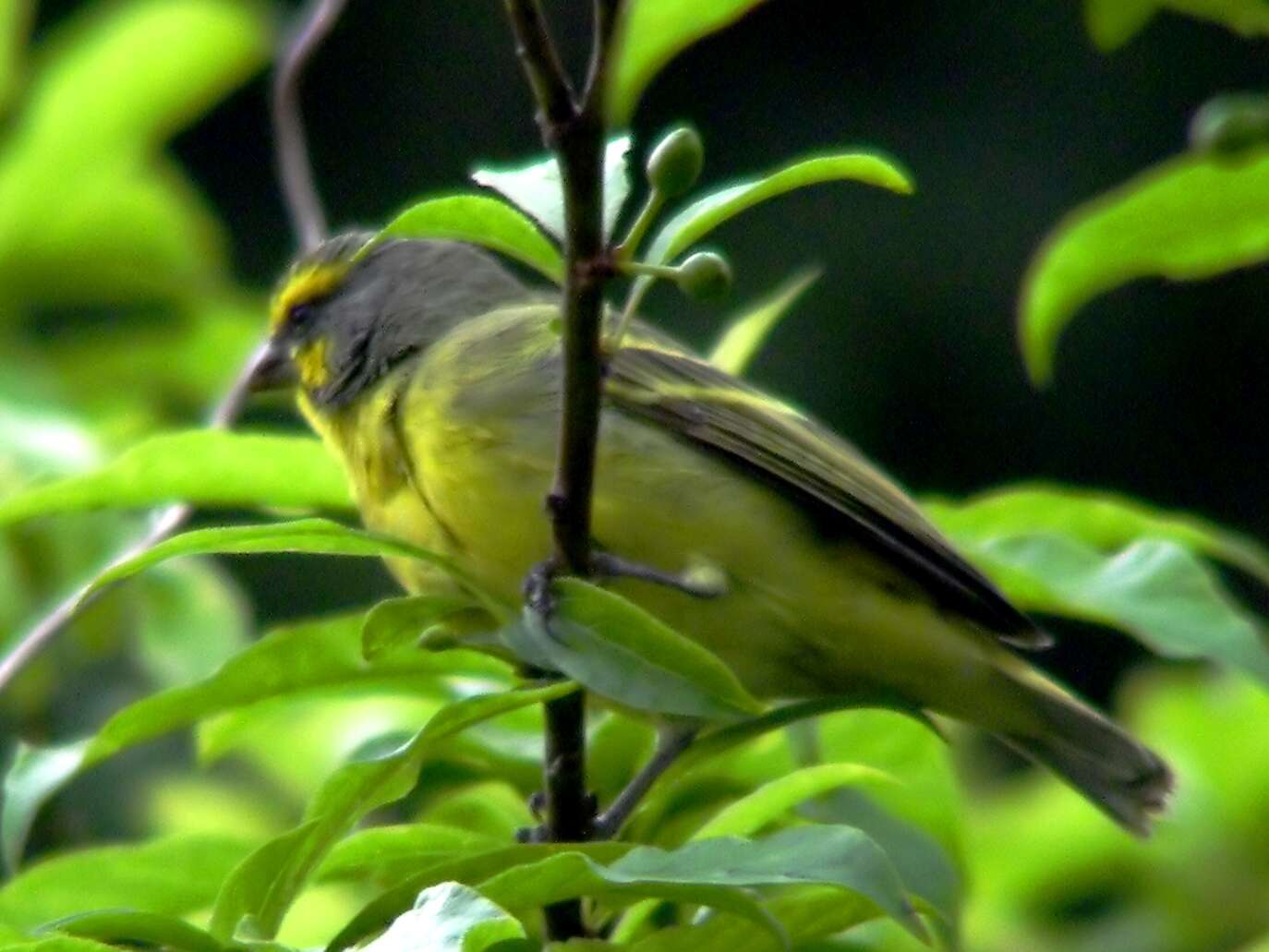 Image of Yellow-fronted Canary