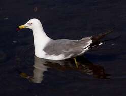 Plancia ëd Larus crassirostris Vieillot 1818