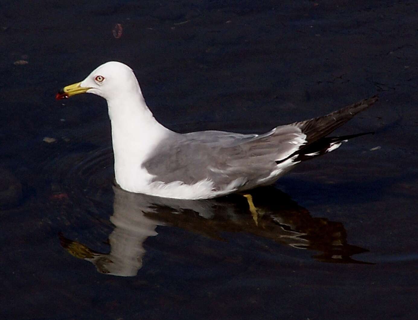 Plancia ëd Larus crassirostris Vieillot 1818