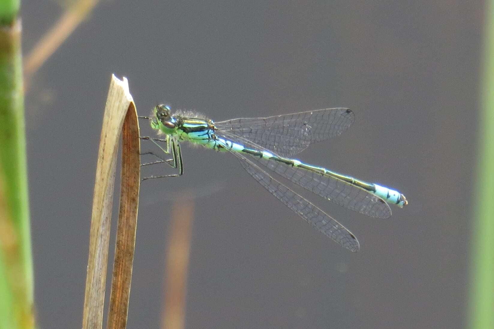 Image of Crescent Bluet