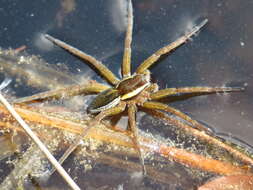 Image of Raft spider