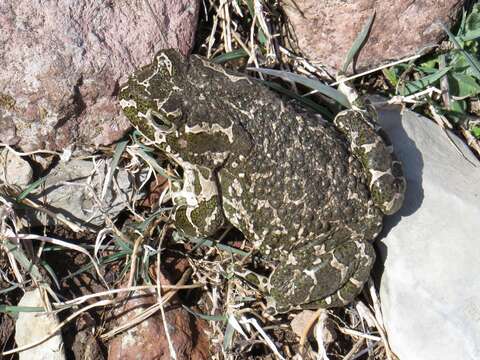 Image de Crapaud vert