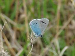 Image of Green-underside Blue