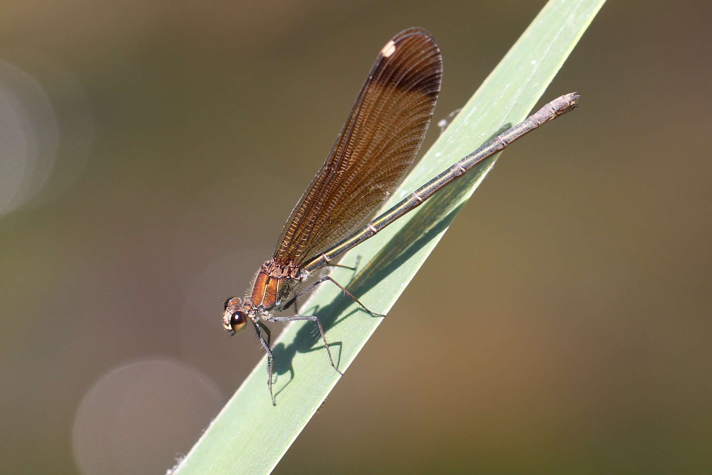 Image of Copper Demoiselle