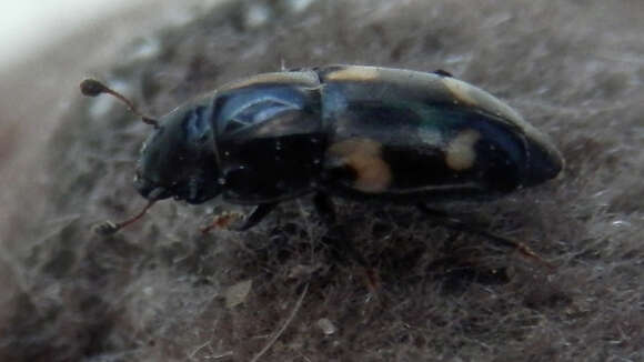 Image of Four-spotted Sap Beetle