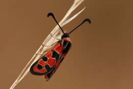 Image of Zygaena fausta Linnaeus 1767