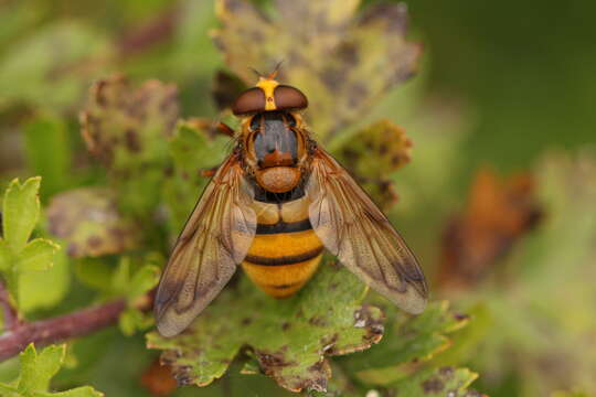 Image of lesser hornet hoverfly