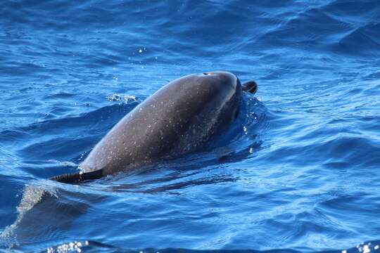 Image of Atlantic Spotted Dolphin