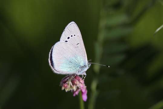 Image of Green-underside Blue