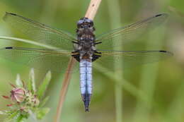 Image of Blue Chaser